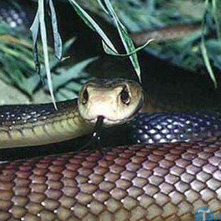Mơ thấy rắn đánh con gì là tốt nhất ?